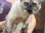 Toffee is her name and love is her favorite - Ragdoll Cat For Sale - Adamstown&comma; PA&comma; US