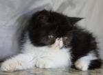 Magpie - Exotic Kitten For Sale - 