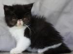 Magpie - Exotic Kitten For Sale - Bonita Springs&comma; FL&comma; US