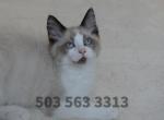 Thomas Traditional seal bicolor point - Ragdoll Kitten For Sale - OR&comma; US