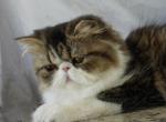 Pommelee     Exotic Longhair - Exotic Kitten For Sale - Bonita Springs&comma; FL&comma; US