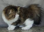 Pommelee     Exotic Longhair - Exotic Kitten For Sale - 