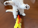 Dalia - British Shorthair Kitten For Sale - 