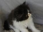 Puffin - Exotic Kitten For Sale - 