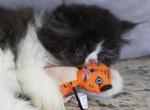 Puffin - Exotic Kitten For Sale - 