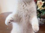Felix - British Shorthair Kitten For Sale - Auburn&comma; WA&comma; US
