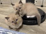 Sunny - Ragdoll Kitten For Sale - 
