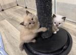 Sunny - Ragdoll Kitten For Sale - 