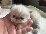 Blue bell - Persian Kitten For Sale - Medway&comma; OH&comma; US