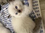 Stephanie - Ragdoll Kitten For Sale - San Diego&comma; CA&comma; US