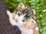 Avenlea - American Shorthair Kitten For Sale - 