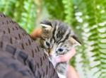Daisy Lou - American Shorthair Kitten For Sale - Brownsville&comma; OR&comma; US
