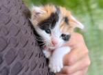 Willow - American Shorthair Kitten For Sale - 