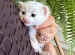 Sox - American Shorthair Kitten For Sale - 
