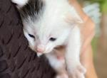 Milo - American Shorthair Kitten For Sale - Brownsville&comma; OR&comma; US