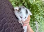 Oliver - American Shorthair Kitten For Sale - Brownsville&comma; OR&comma; US