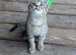 2 male kittens - Domestic Kitten For Sale - Andover&comma; MN&comma; US