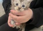 Susan B Meowthony - Maine Coon Kitten For Sale - OH&comma; US