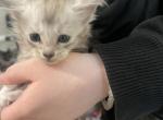 Seven toes Sally - Maine Coon Kitten For Sale - 