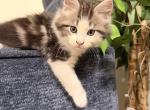 Oreo - Maine Coon Kitten For Sale - 