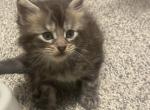 John Catoms - Maine Coon Kitten For Sale - 