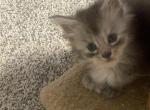 Marika - Maine Coon Kitten For Sale - OH&comma; US