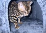 Bengal Kitten - Domestic Kitten For Sale - Westfield&comma; MA&comma; US