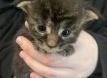 Martha Meowington - Maine Coon Kitten For Sale - OH&comma; US