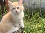 Quasi - Maine Coon Kitten For Sale - 