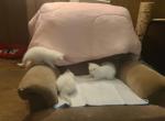 Simba Nala and Zazu - Ragdoll Kitten For Sale - WA&comma; US