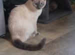 CeCe Blue Point Siamese - Siamese Cat For Sale - Eau Claire&comma; WI&comma; US