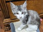 LUNA Maine coon female kitten - Maine Coon Kitten For Sale - Chickamauga&comma; GA&comma; US