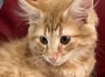 Fritz - Norwegian Forest Kitten For Sale - Arpin&comma; WI&comma; US