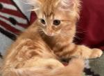 Surprise - Norwegian Forest Kitten For Sale - 