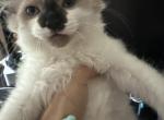 Mochi - Siamese Kitten For Sale - Sharon&comma; MA&comma; US