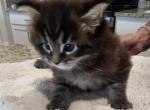 Sterlings kitten - Maine Coon Kitten For Sale - Gibsonville&comma; NC&comma; US