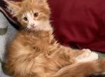 Cheeto - Norwegian Forest Kitten For Sale - 