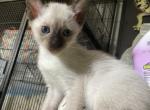 Siamese kittens - Siamese Kitten For Sale - Gastonville&comma; PA&comma; US