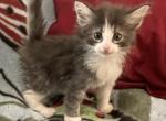 Blue Bayou - Norwegian Forest Kitten For Sale - 