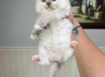 Eva - Ragdoll Kitten For Sale - San Diego&comma; CA&comma; US
