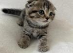 Lily - Scottish Fold Kitten For Sale - Spartanburg&comma; SC&comma; US