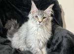 Forzho - Maine Coon Kitten For Sale - 