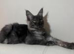 Boy V60 - Maine Coon Kitten For Sale - 