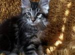 Boy V67 - Maine Coon Kitten For Sale - 