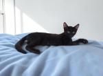 Ebony - Oriental Kitten For Sale - Walterboro&comma; SC&comma; US