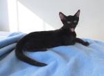Ebony - Oriental Kitten For Sale - 