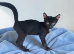 Ebony - Oriental Kitten For Sale