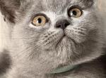Mia - British Shorthair Kitten For Sale - Brooklyn&comma; NY&comma; US
