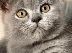 Mia - British Shorthair Kitten For Sale - Brooklyn&comma; NY&comma; US