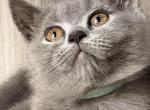 Mia - British Shorthair Kitten For Sale - Brooklyn&comma; NY&comma; US